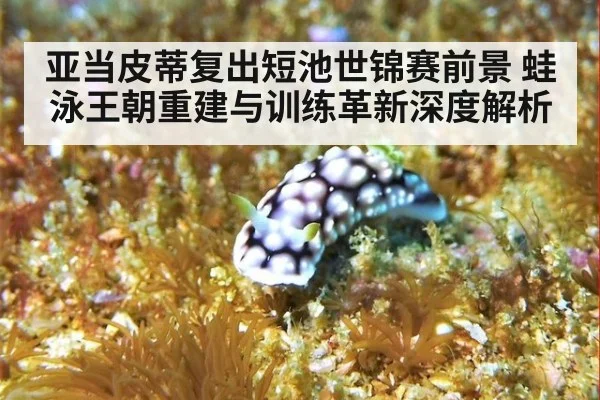 亚当皮蒂复出短池世锦赛前景 蛙泳王朝重建与训练革新深度解析
